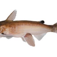 BAGRE DORADO LOGO