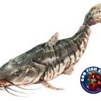 BAGRE RAYADO ENTERO LOGO